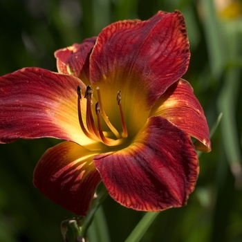 Hemerocallis 'Scarlet Pansy'