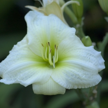 Hemerocallis 'Showing Down South'