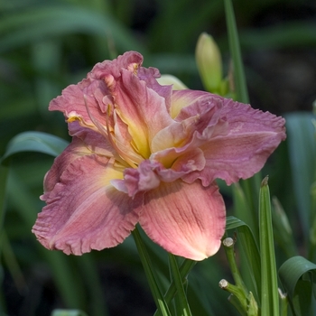 Hemerocallis 'Siloam John Holland'