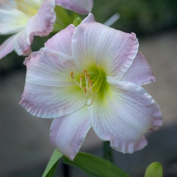 Hemerocallis 'Susan Weber' 