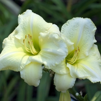 Hemerocallis 'Winter Dawn' 