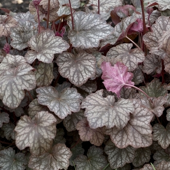 Heuchera americana 'Pewter Veil' 