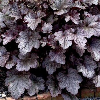 Heuchera 'Velvet Night'