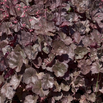 Heuchera 'Bronze Beacon'