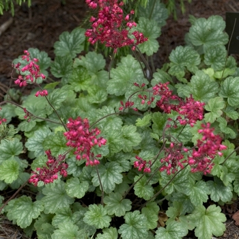 Heuchera 'Carousel' 