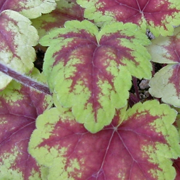 Heucherella 'Quick Silver' 