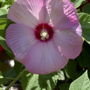 Hibiscus moscheutos 'Wildwood Wonder' 