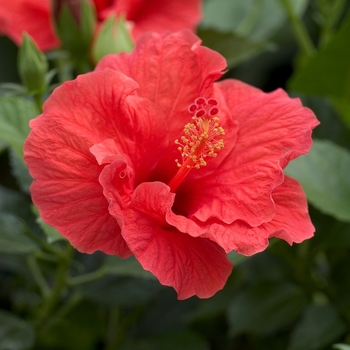 Hibiscus 'New York' 