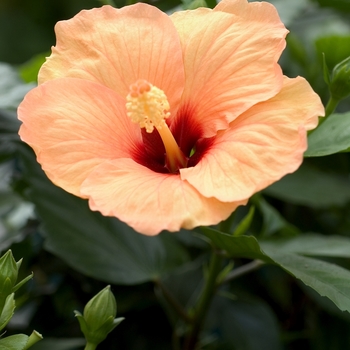 Hibiscus 'San Diego' 