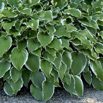 Hosta 'Crispula' 