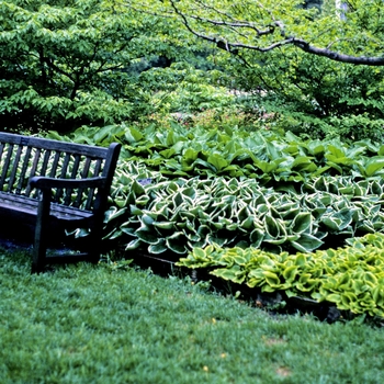 Hosta fortunei