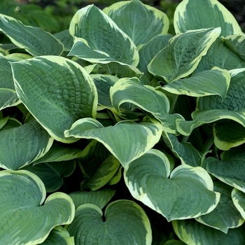 Hosta 'Fringe Benefit' 