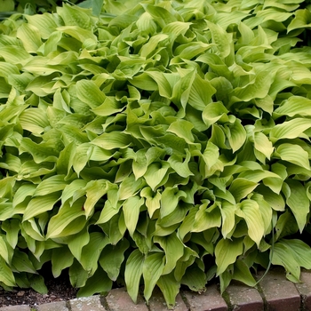 Hosta 'Ground Sulphur' 