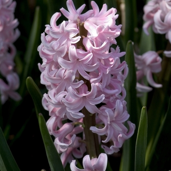 Hyacinthus orientalis 'Lady Derby' 