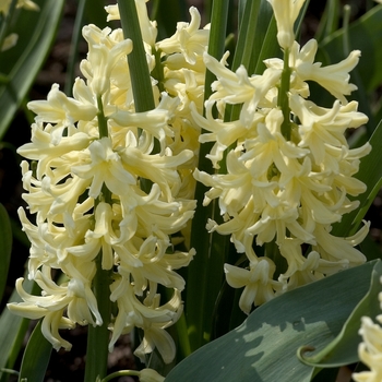 Hyacinthus orientalis 'Yellow Queen' 