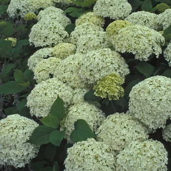 Hydrangea arborescens 'Annabelle' 