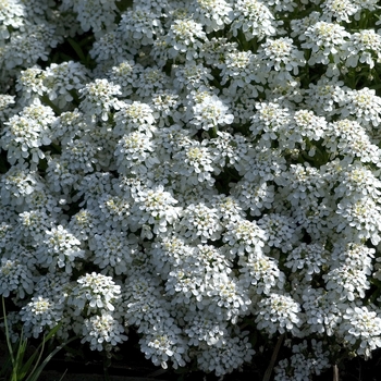 Iberis sempervirens 'Alexanders White'