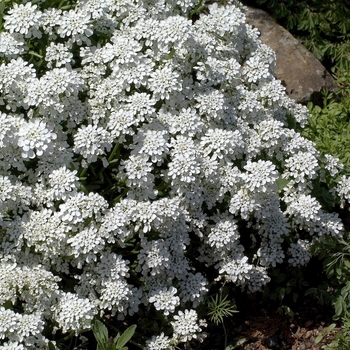 Iberis sempervirens 'Pygmaea' 