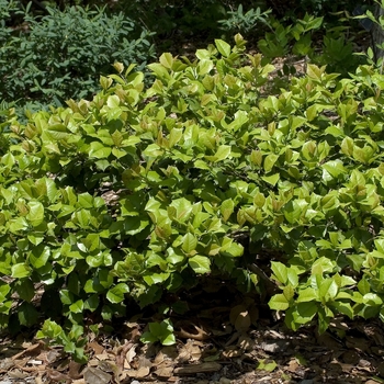 Ilex opaca 'Maryland Dwarf'