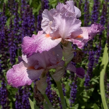 Iris germanica 'Anything Goes' 