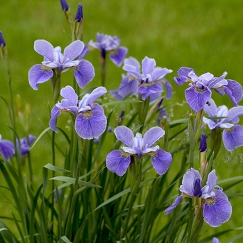 Iris 'China Spring' 