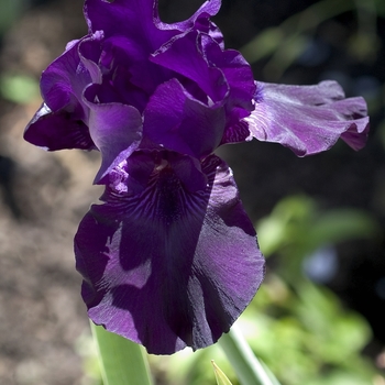 Iris germanica 'Midnight Express' 
