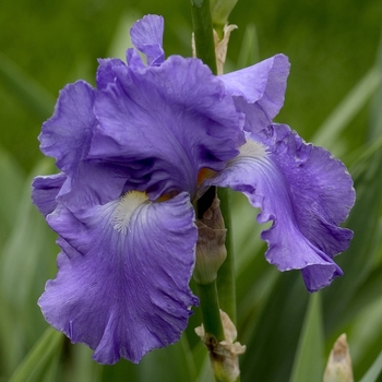 Iris germanica 'Pacific Panorama' 
