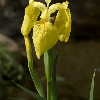 Iris pseudacorus