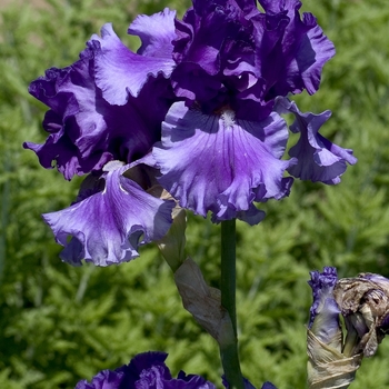 Iris 'Rite of Spring' 