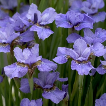 Iris sibirica 'Charming Darlene' 