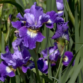 Iris sibirica 'Coronation Anthem' 