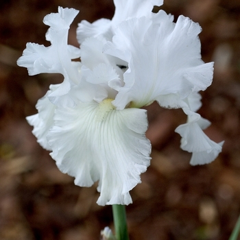 Iris germanica 'Skating Party' 