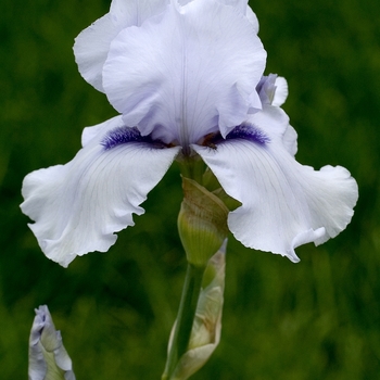 Iris germanica 'Song of Norway' 