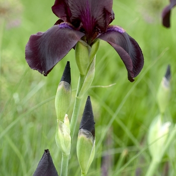 Iris germanica 'Study in Black' 