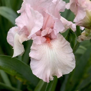 Iris germanica 'Vanity' 