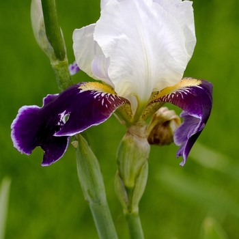 Iris germanica 'Wabash' 