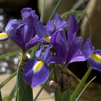 Iris xiphium 'Blue Magnum' 