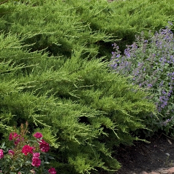 Juniperus chinensis 'Kallay's Compacta ('Pfitzer Kallay')' 