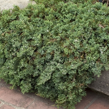 Juniperus horizontalis 'Wiltonii' 