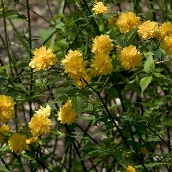 Kerria japonica 'Albescens'