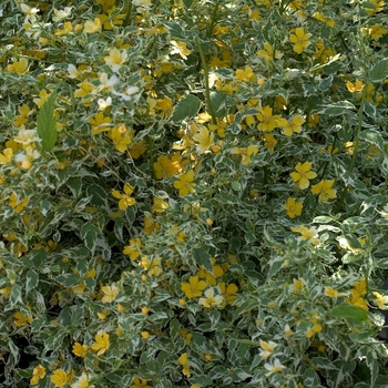 Kerria japonica 'Picta' 