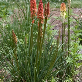 Kniphofia uvaria 'Flamenco Mix' 