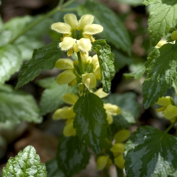 Lamium galeobdolon 'Compacta'