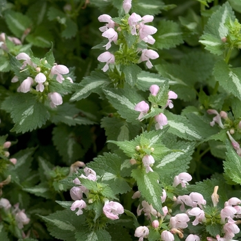 Lamium maculatum 'Shell Pink' 