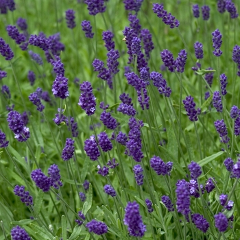 Lavandula angustifolia 'Lavender Lady' 