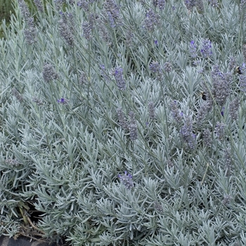 Lavandula 'Silver Frost' 