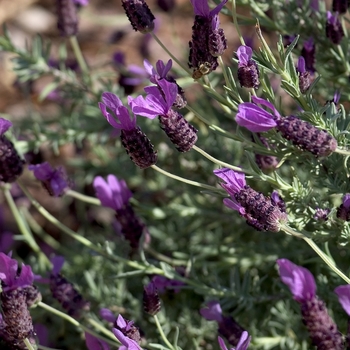 Lavandula stoechas var. pedunculata