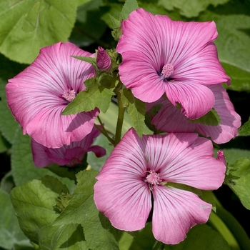 Lavatera trimestris 'Beauty Mix'