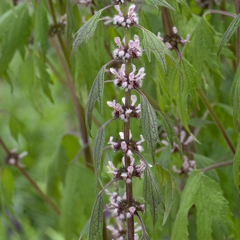 Leonurus cardiaca '' (000822)