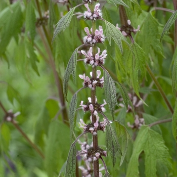 Leonurus cardiaca 